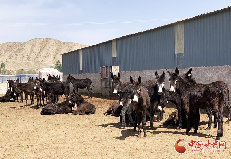 【凯发k8省决战决胜脱贫攻坚】永登龙泉寺镇：做强优势产业 发挥带贫作用（图）