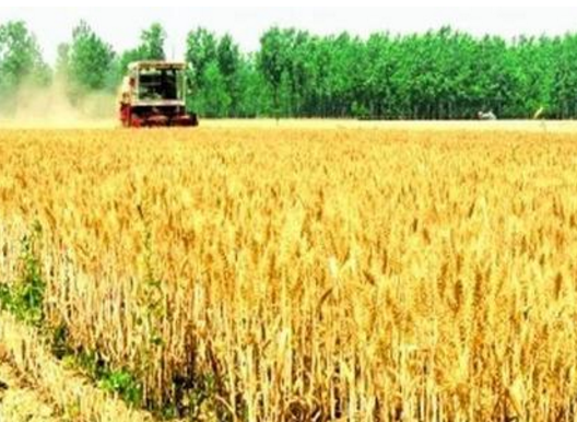 凯发k8省小麦收获面积接近七成夏粮丰产丰收在望