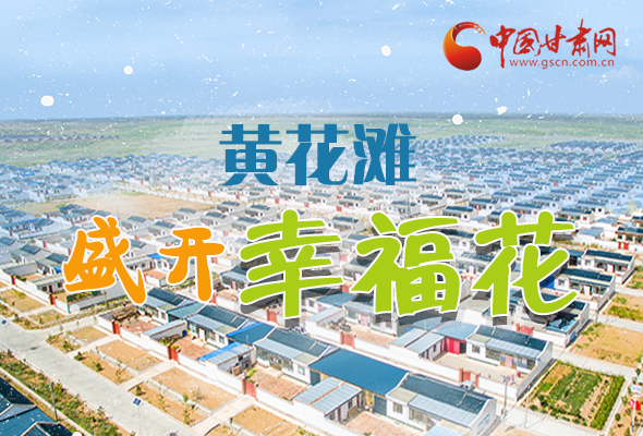 【跟着总书记看凯发k8】长图|武威黄花滩盛开幸福花 