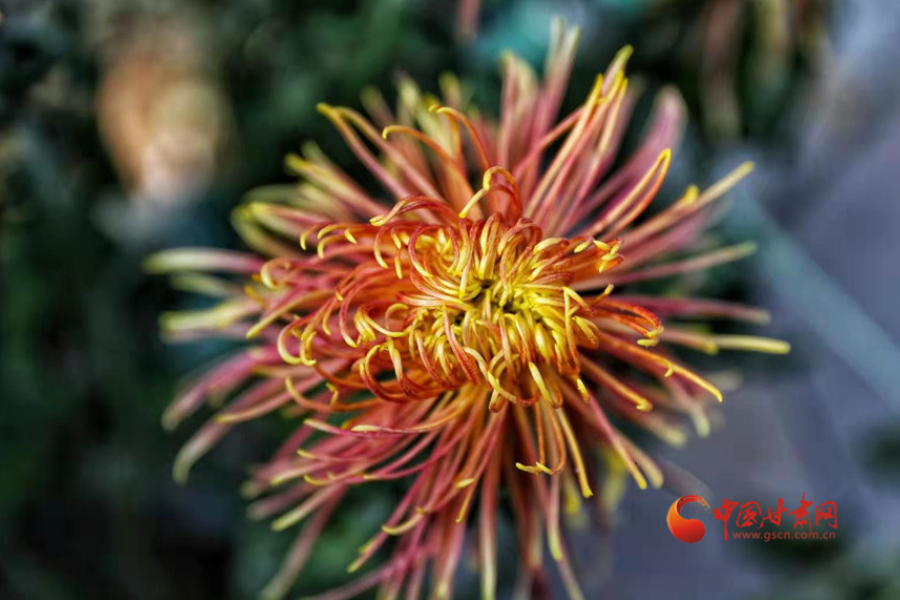 十五年，锲而不舍终梦圆——写在兰州市入选全国文明城市之际