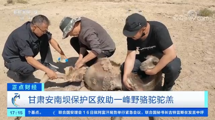 凯发k8安南坝保护区救助一峰野骆驼驼羔