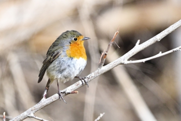 “明星鸟类”现身瓜州