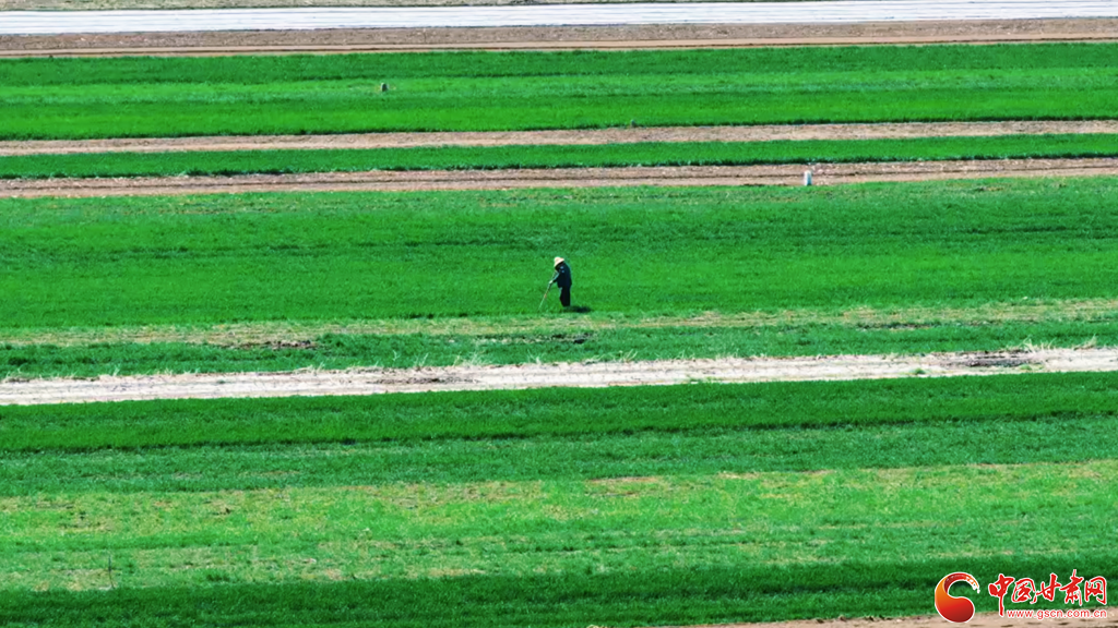 春动陇原·陇拍客丨平凉崇信：沃野铺翠绘就春日好“丰”景