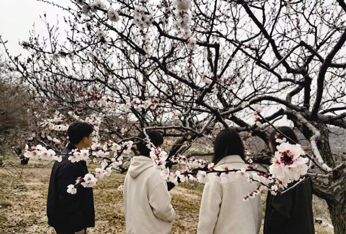 又见西固金沟杏花满枝头