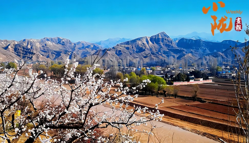 【小陇画报·488期】东乡：唐汪杏花的诗意与烟火