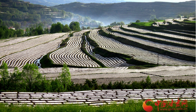 春动陇原丨华亭：汭河柳线牵桃影 山乡田园织锦绣