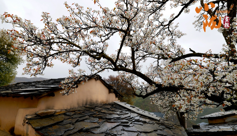 【小陇画报·510期】陇南宁家山：梨花缀满枝头 古村岁月如歌